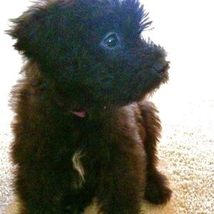 Meet your Posher, Cara